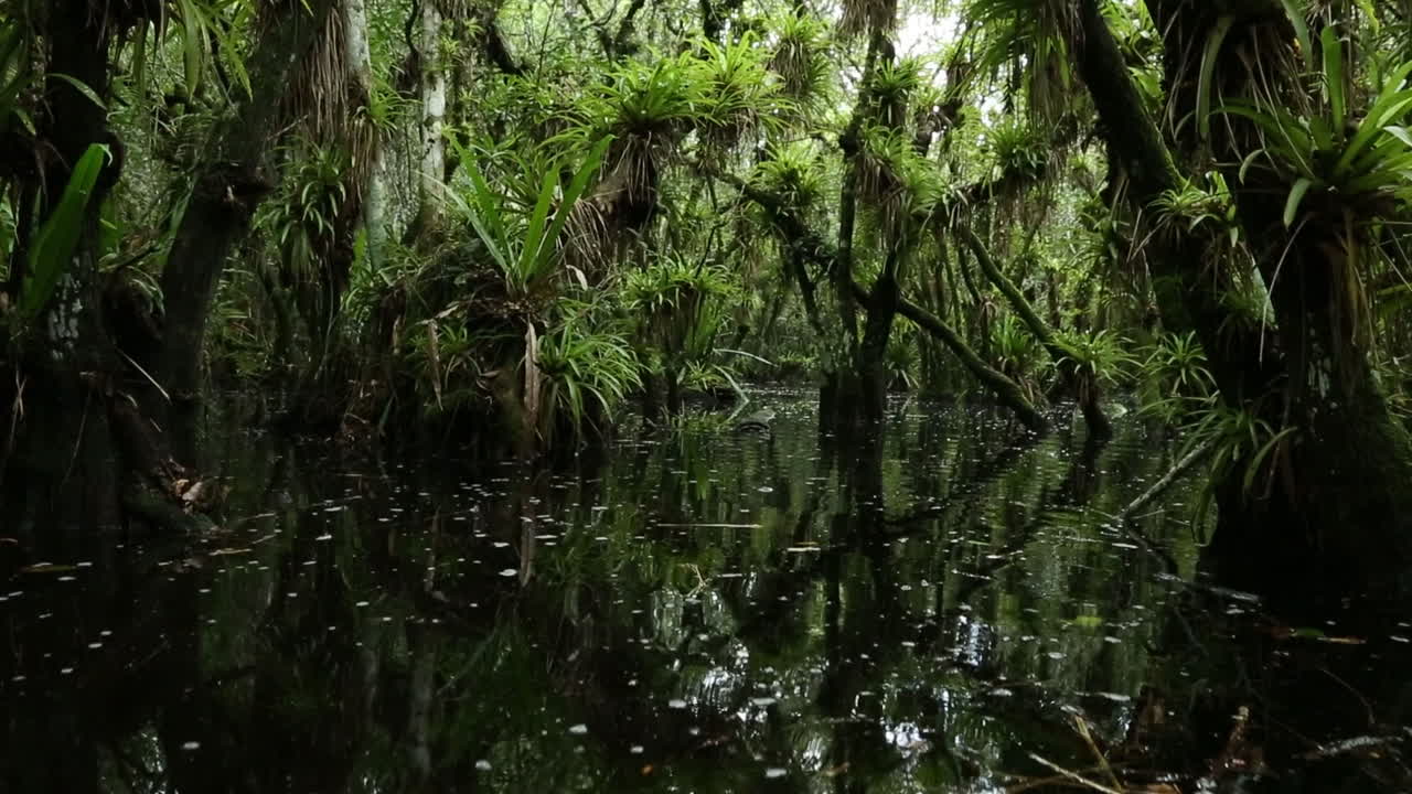 에버글레이즈의 늪을 여행하는 떠오르는 pov 샷
