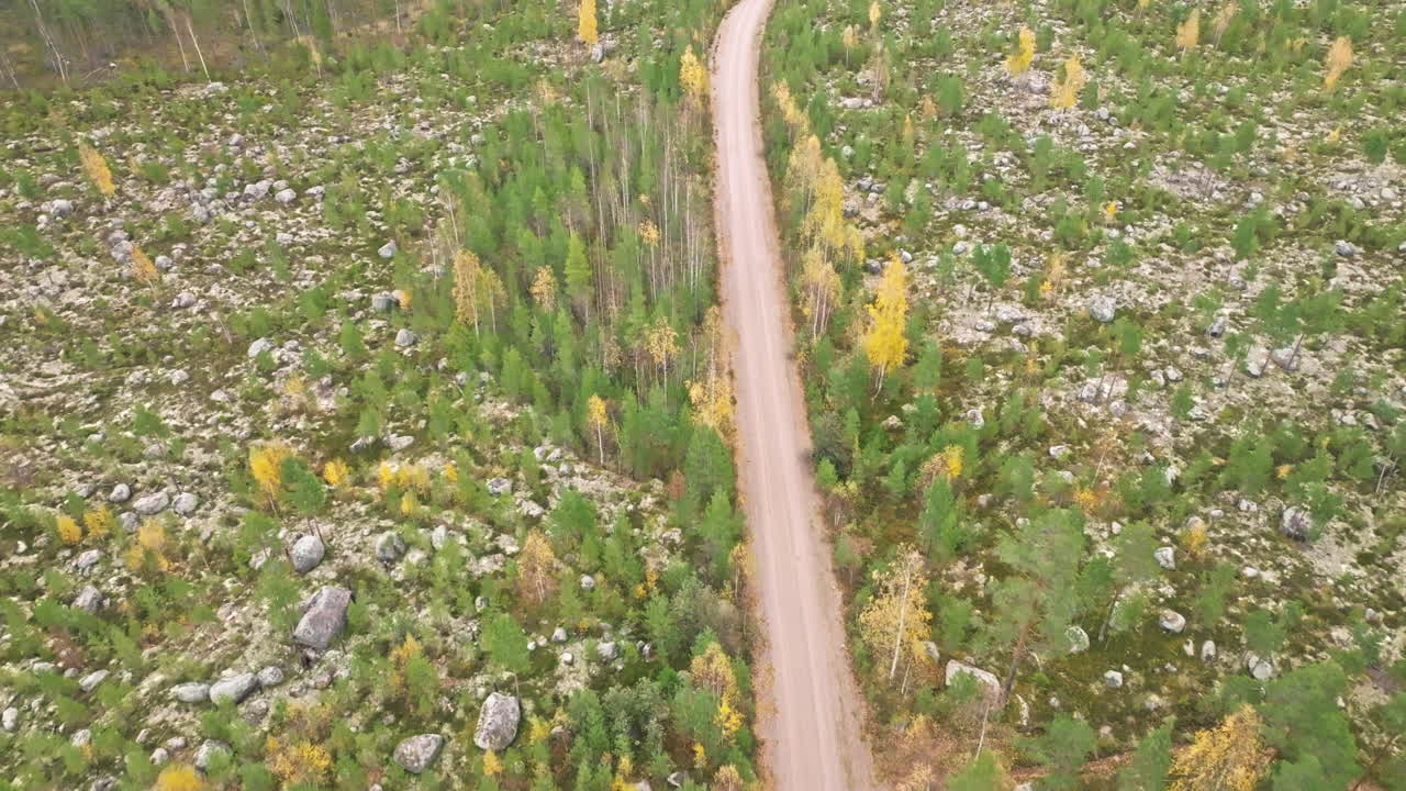 camino de campo vacío en un denso bosque de abeto con follaje de otoño en suecia