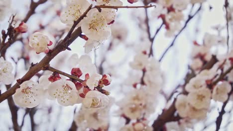 camera focus on apricot tree blossom, slow motion