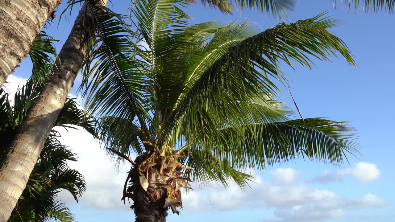 vista de palmera desde abajo