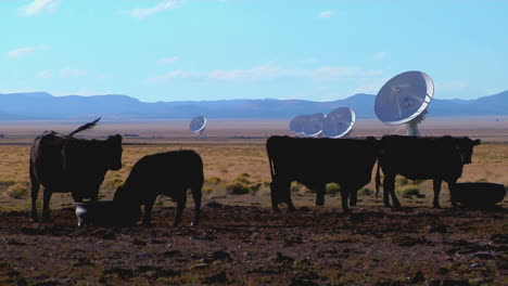 a satellite dish sits in a field with cattle