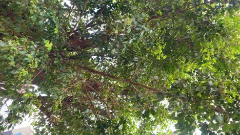 Vertical-shot-low-angle-shot-of-green-tropical-rainforest-trees-in-Sylhet,-Bangladesh-on-a-sunny-day