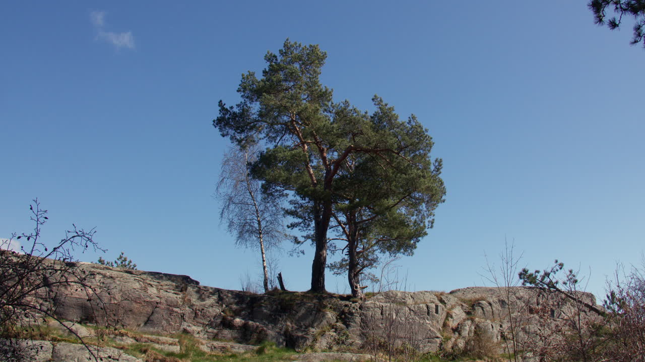 mature trees growing out of rocks at Odderøya, Kristiansand