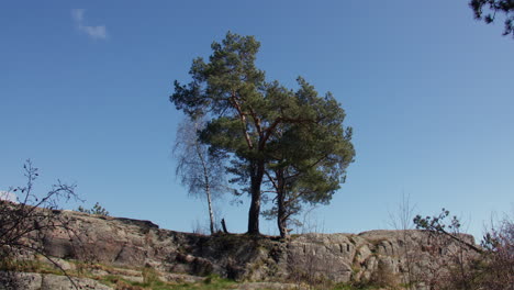 mature trees growing out of rocks at odderøya, kristiansand