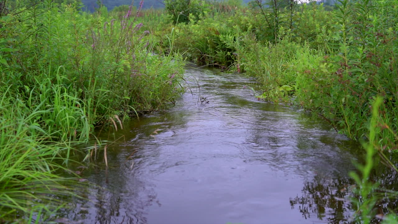 A small stream flowing in the wilderness in the bulrushes