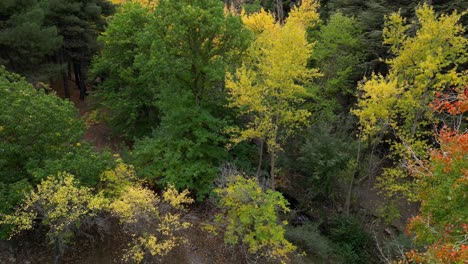 Forest-in-autumn