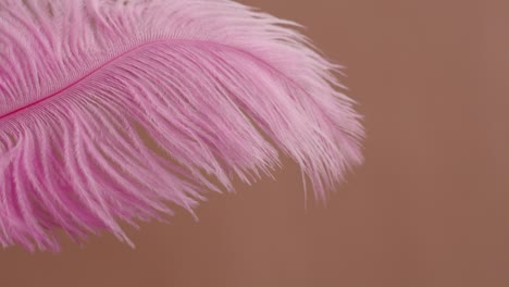 pink ostrich feather close-up