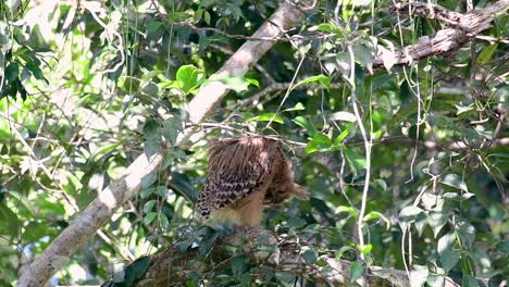 魚烏 (buffy fish owl) 是一個大型烏,但卻是四種烏中最小的