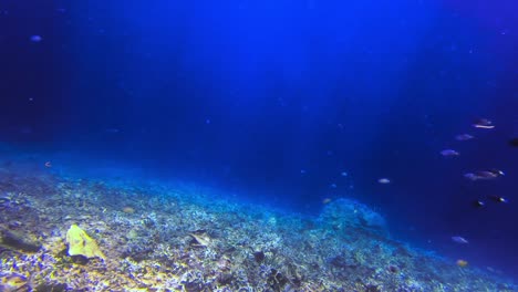 靜態水下射擊海底死珊瑚,魚類和太陽光