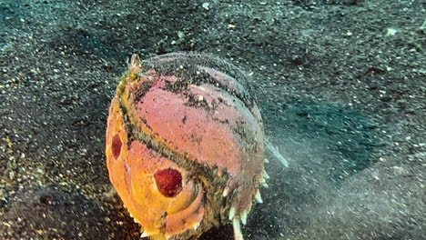 large box crab emerges from dark sand on seabed