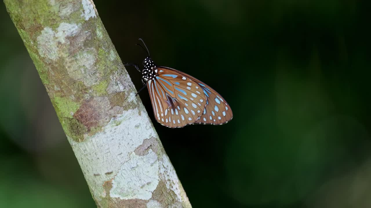 visto descansando en una rama diagonal de un árbol en lo profundo del bosque, tigre azul oscuro tirumala septentrionis, tailandia