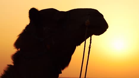 Wunderschöner-Orangefarbener-Sonnenuntergang-In-Der-Wüste-Thar-Und-Die-Silhouette-Eines-Kauenden-Kamels---Indien