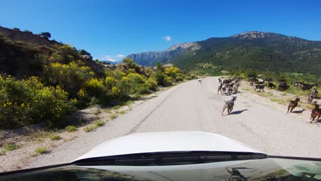 a flock of goats on a mountain road in the european countryside