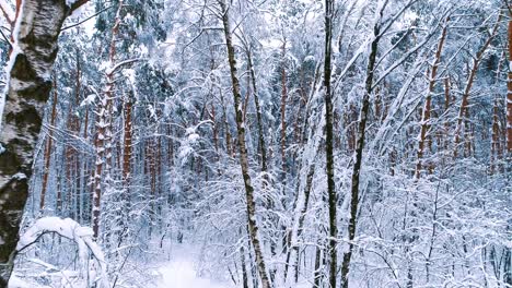 Snowy-branches-in-forest.-Winter-fairy-background