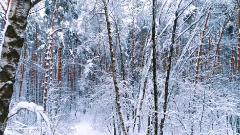 snowy branches in forest. winter fairy background