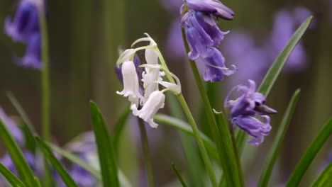 Campanillas-Blancas-Silvestres-En-Medio-De-Un-Cultivo-De-Flores-De-Campanillas-Tradicionales-En-Un-Bosque-De-Worcestershire,-Inglaterra