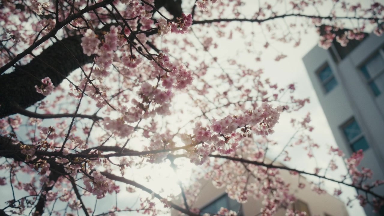Rami retroilluminati di fiori di ciliegio in fiore risplendono contro un cielo luminoso lungo il fiume Itokawa ad Atami, Giappone, con edifici residenziali visibili sullo sfondo