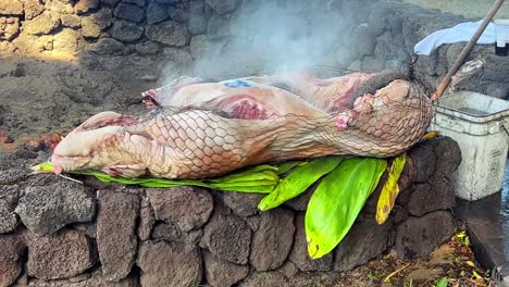 a kalua pig full of hot stones ready for placement in the imu for smoking at a traditional hawaiian luau