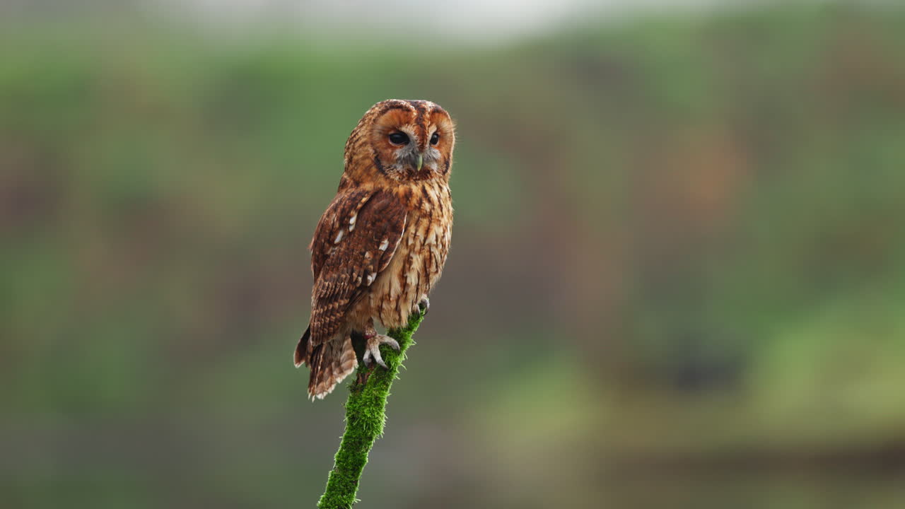 коричневая сова, сидящая на покрытой мохом ветви