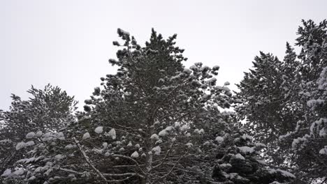 snow standing on branches of pine trees, frozen forest in winter landscape