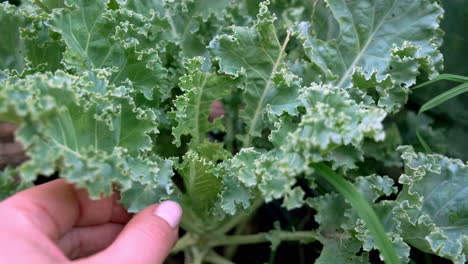 mano en cámara lenta recogiendo col rizada verde fresca del jardín de su casa, estilo de vida de granja orgánica a mesa