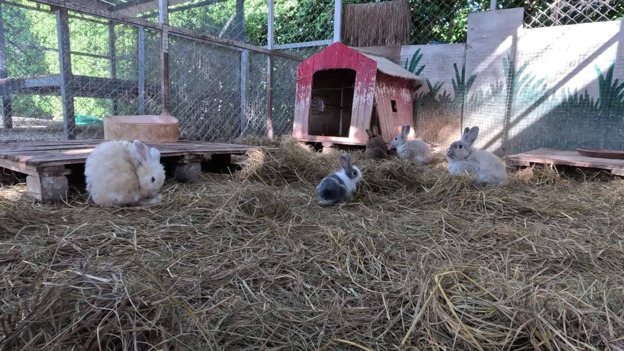 Multiple rabbits hopping and playing in a straw-filled pen.
