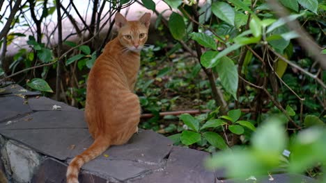 Curioso-Gato-Atigrado-Naranja-Callejero-Forrajeando-En-Un-Parque-Público-Makati-Vigila-Posibles-Presas-Entre-Los-Arbustos