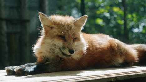 Japanischer-Rotfuchs-Auf-Der-Oberseite-Der-Holzoberfläche-Bei-Sommerwetter-Im-Zao-Fuchsdorf-In-Japan