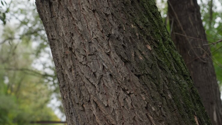 Mano che tocca la corteccia di un albero in un parco durante una passeggiata consapevole, primo piano di dita che esplorano il tronco ruvido e il muschio, manica di una giacca nera, luce autunnale nuvolosa, atmosfera tranquilla e rasserenante, terapia naturale sensoriale