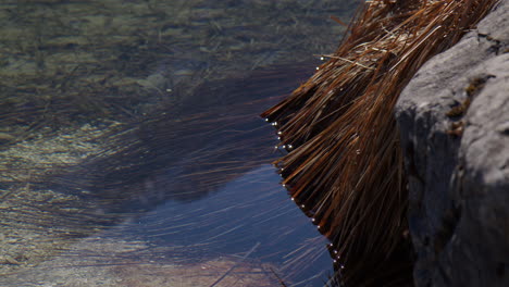 dried aquatic grass rests on the rock by the lakeshores. close-up shot