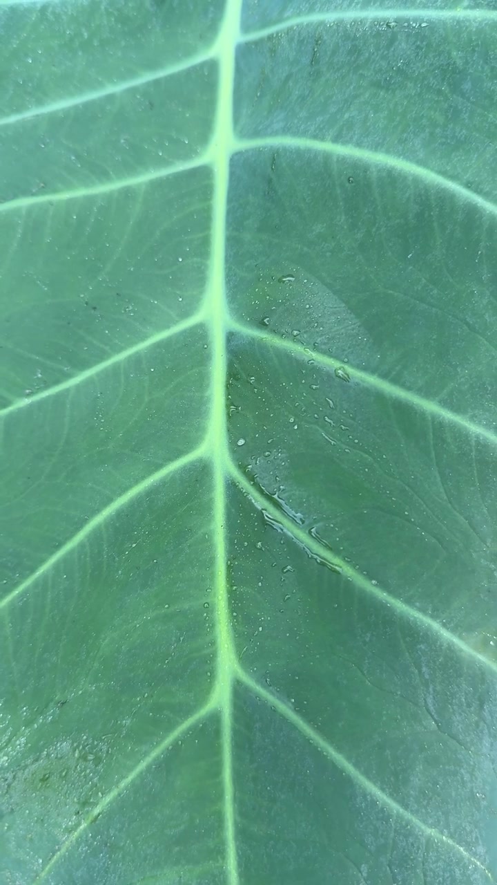 大きな緑の熱帯植物の葉についた雨粒のクローズアップ