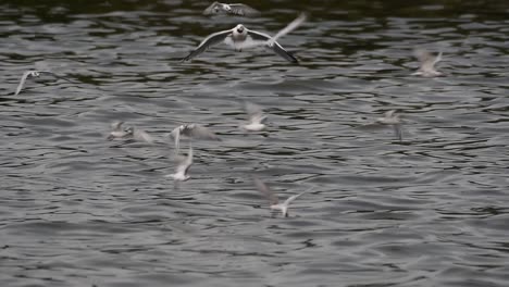 Terns-and-Gulls-Skimming-for-Food-are-migratory-seabirds-to-Thailand,-flying-around-in-circles,-taking-turns-to-skim-for-food-floating-on-the-sea-at-Bangpu-Recreational-Center-wharf