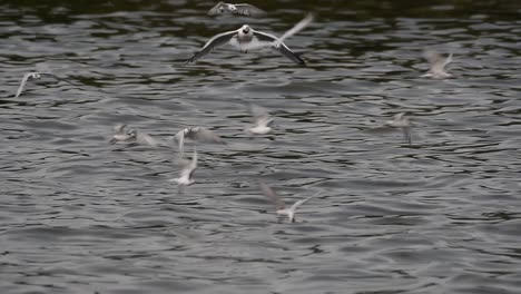 los charranes y las gaviotas que buscan comida son aves marinas migratorias a tailandia, que vuelan en círculos y se turnan para buscar comida que flota en el mar en el muelle del centro recreativo de bangpu