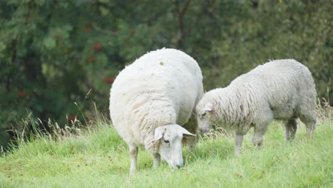 Un-Primer-Plano-De-Las-Dos-Ovejas-Lanudas-Pastando-En-El-Exuberante-Campo-Verde