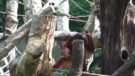 grandes simios orangután con pelaje rojo distintivo, bajando balanceándose y agarrando las cuerdas con sus poderosas extremidades en el zoológico de singapur, sudeste de asia, toma de movimiento manual