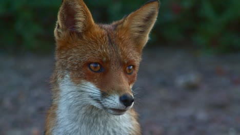 closeup portrait of beautiful red fox looking around, golden hour, static, slomo