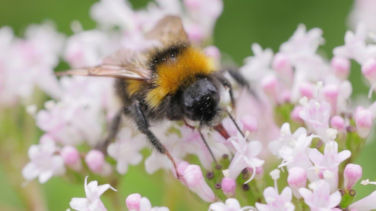 Bumblebee collects flower nectar at sunny day. Bumble bee in macro shot in slow motion.