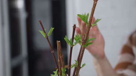close up of sprouting stems in pot with fresh green leaves emerging, fingertip brushing leaf surface in soft focus indoor urban planting scene, gentle care vibe with blurred glass table brick backdrop