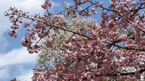 seasonal sakura cherry blossoms against blue cloudy sky