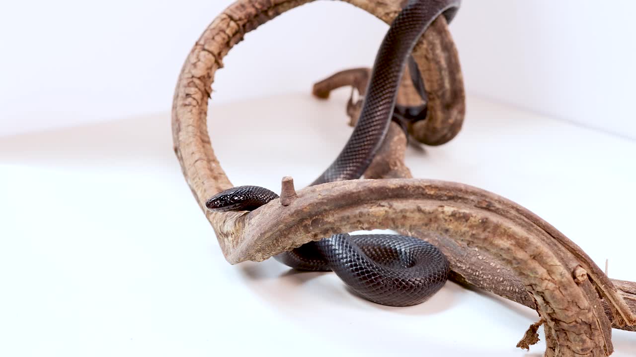 A Mexican Black Kingsnake moves gracefully through intertwined branches in a well-lit, minimalist setting