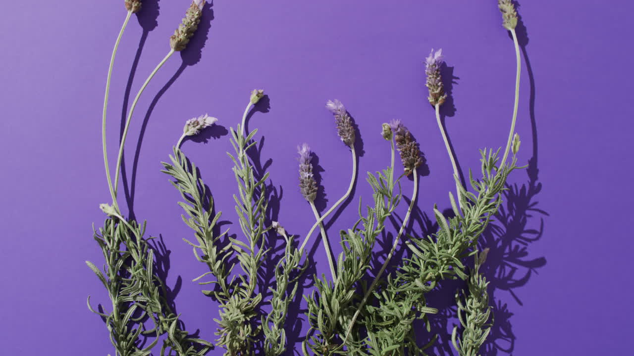 video de flores y hojas de lavanda con espacio de copia sobre fondo púrpura