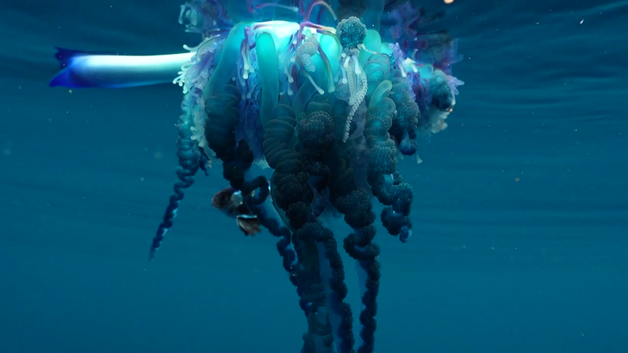 Vista macro subacquea di tentacoli blu velenosi di una caravella portoghese con un piccolo pesce Nomeus gronovii.