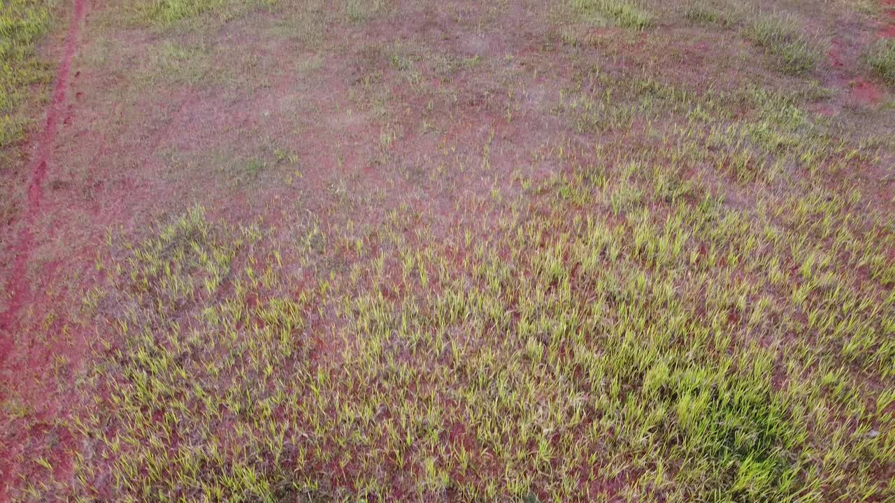 toma aérea, hierba que crece en suelo rojo