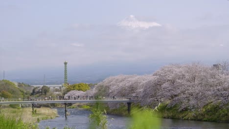 urui river in shizuoka with mt. fuji in distance during sakura