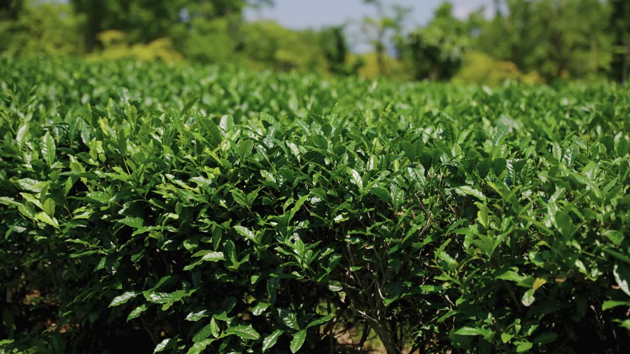 Green Tea Bushes, Tea plantations in India highlands