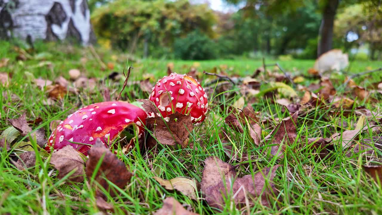 Close-up of red mushrooms with white spots on meadow, focus on foreground
