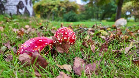 close-up of red mushrooms with white spots on meadow, focus on foreground
