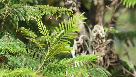 Beautiful-green-leaves-of-golden-yellow-poinciana,-peltophorum-dubium-swaying-in-the-summer-breeze-close-up-shot-at-daytime