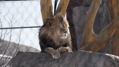 männlicher löwe ruht auf einem felsen mit blick nach rechts