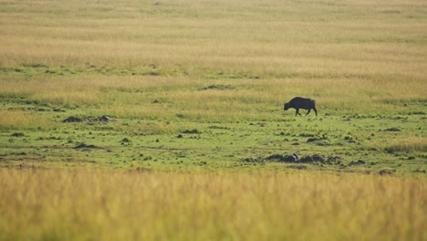 Paisaje-De-Sabana-De-Gran-Angular,-Vida-Silvestre-Africana-En-La-Reserva-Nacional-De-Masai-Mara,-Kenia,-Animales-De-Safari-Africanos-En-La-Conservación-Del-Norte-De-Masai-Mara